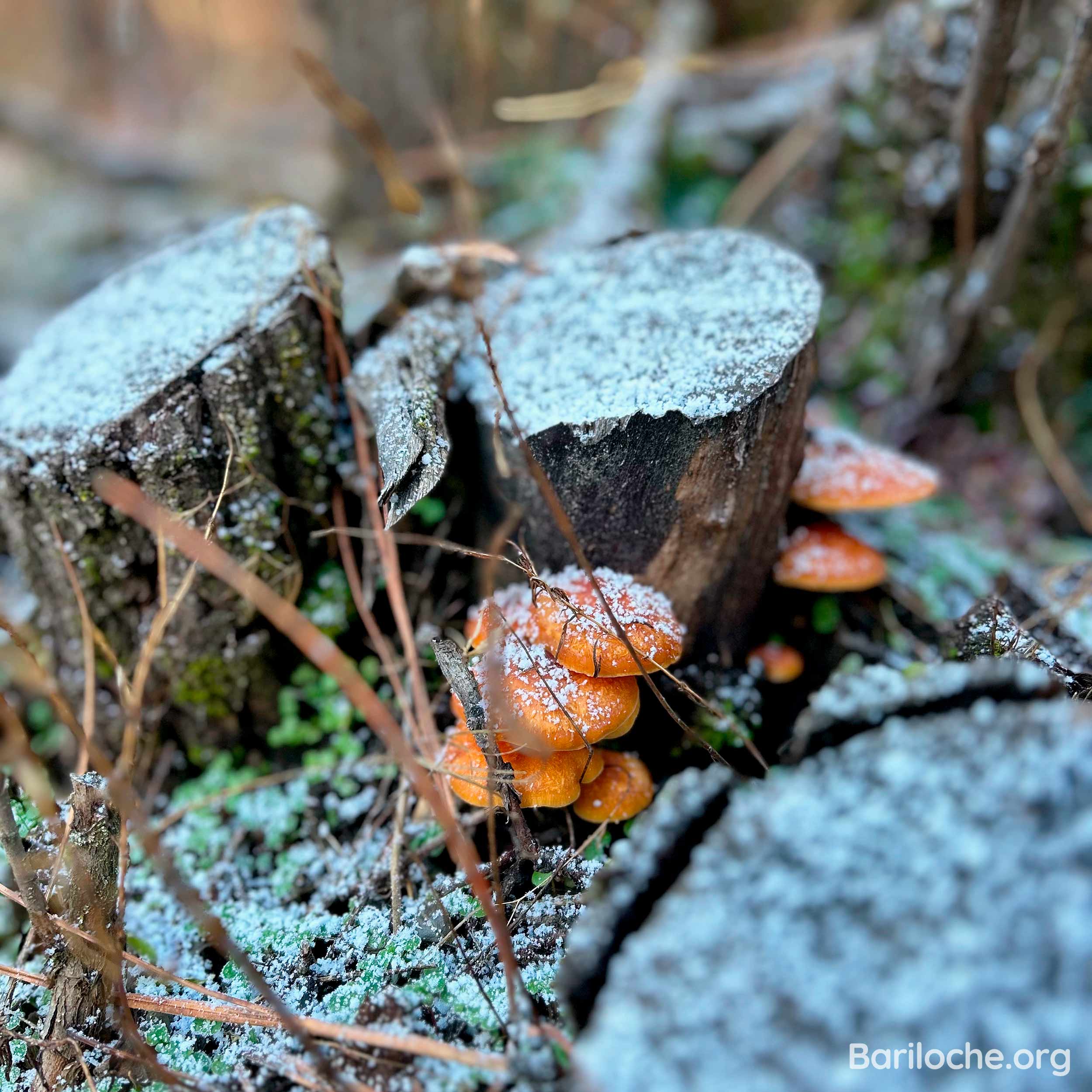 Photo of the Week - Bariloche.Org