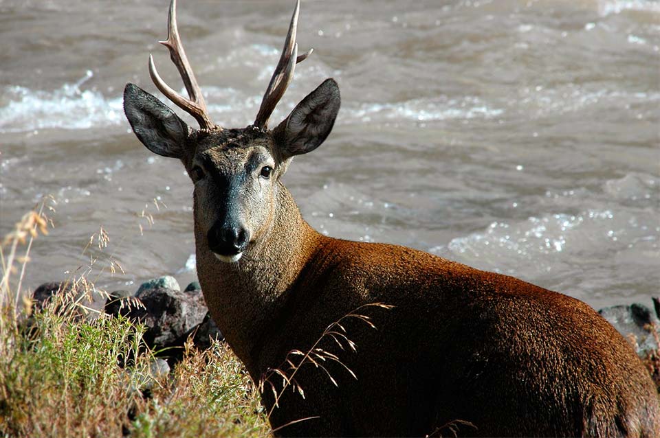 Fauna del Parque Nacional Nahuel Huapi | Bariloche - Patagonia