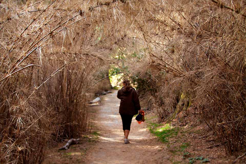 Paseo a pie Tunel de Coihues