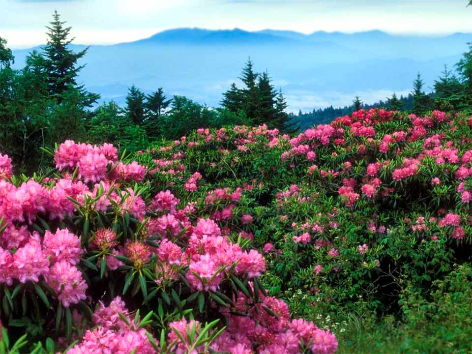Pétalos en el aire y Rododendros en Flor | Bariloche.Org