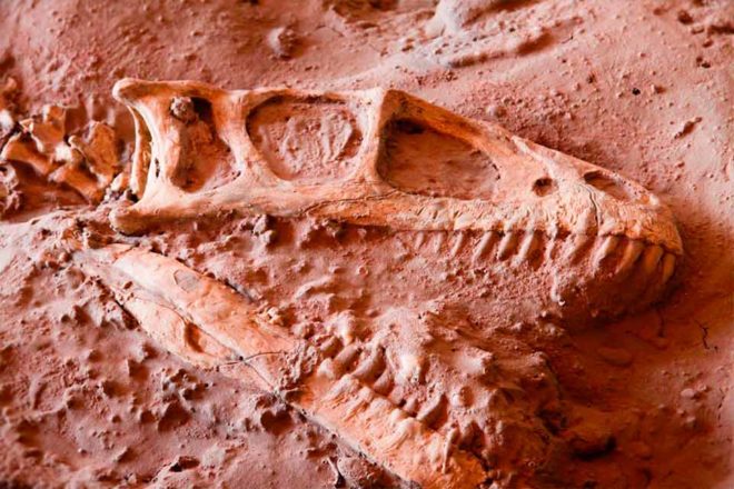 Dinosaurios en la Patagonia