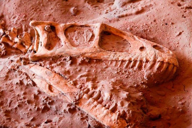 Dinosaurios en la Patagonia