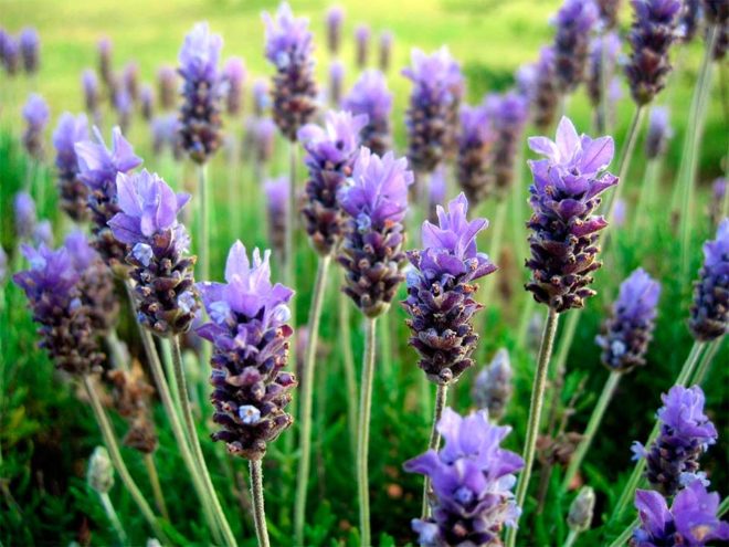Bondades de la Lavanda
