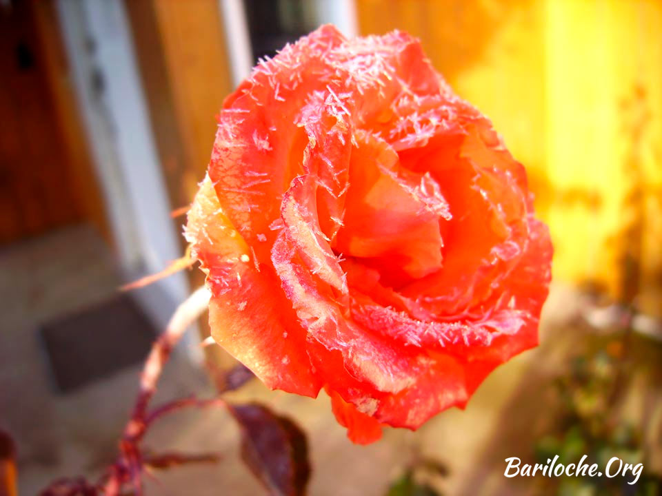 Rosa Congelada Bariloche Flores