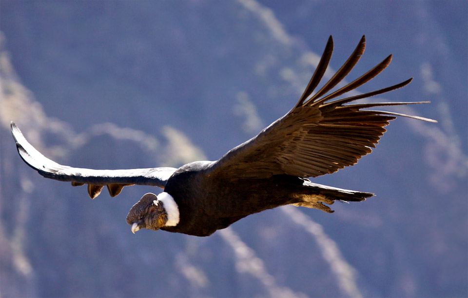 Aves de la Zona - Bariloche - Patagonia