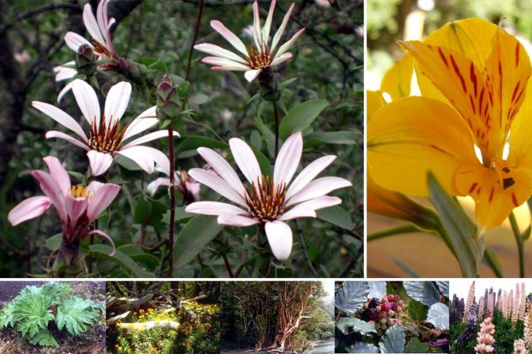 Jardín Botánico Andino Patagónico