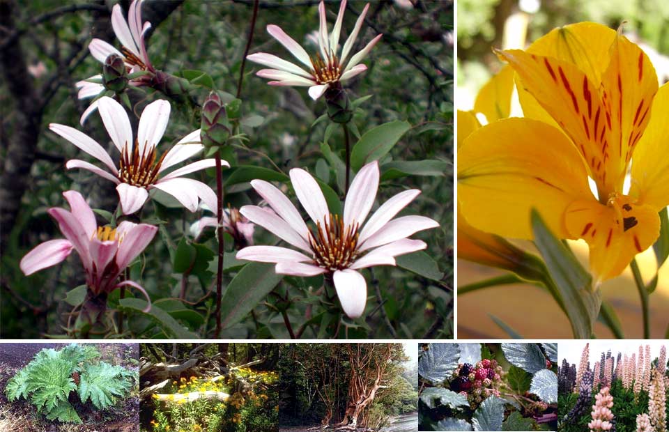 Jardín Botánico Andino Patagónico