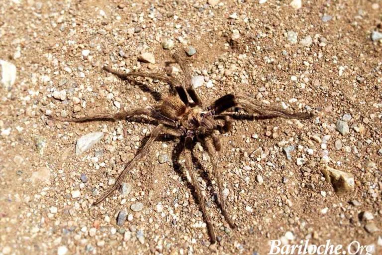 Tarántula Estepa
