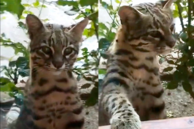 Gato Guiña Bariloche