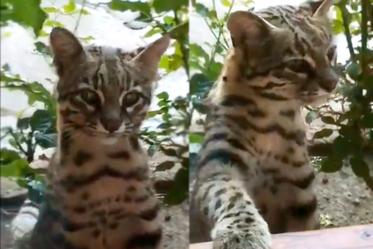 Gato Guiña Bariloche