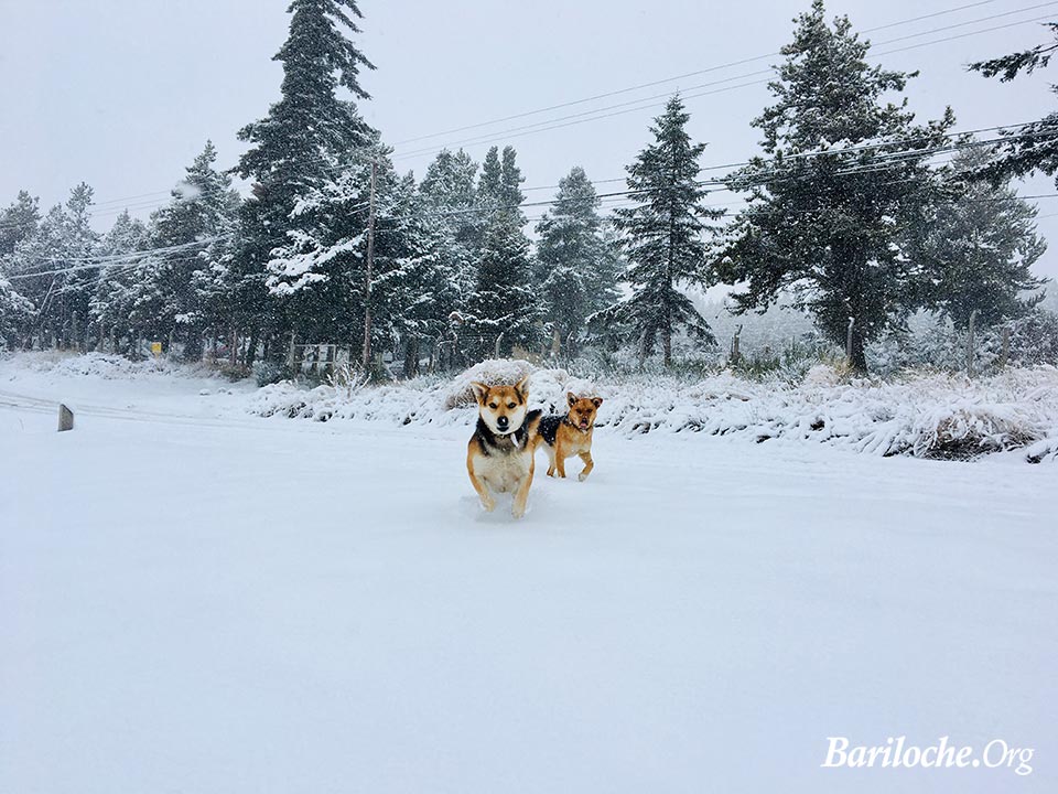 Perros Jugando en la Nieve de Bariloche