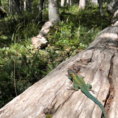 Lagartija cerro Tronador