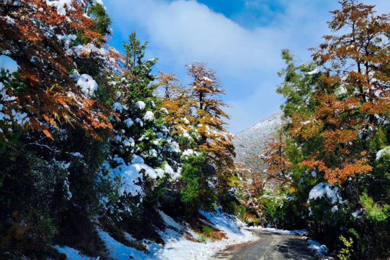 Camino cerro Tronador