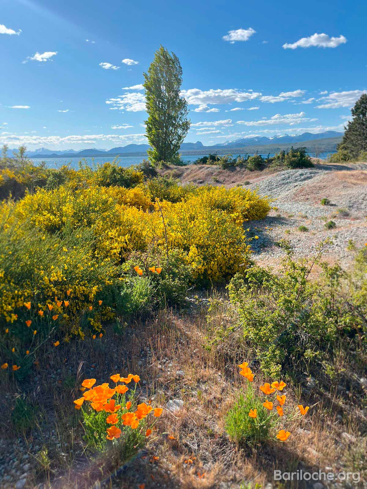 Primavera en Bariloche