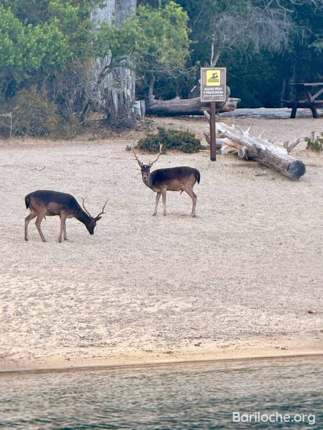 Ciervos Bariloche